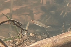 Lepidocephalichthys