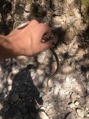 Thamnophis cyrtopsis