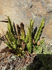 Polystichum kruckebergii