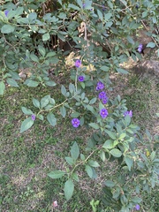 Lycianthes rantonnetii