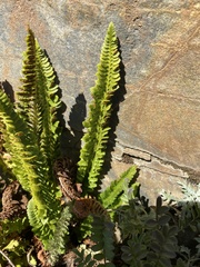 Polystichum kruckebergii