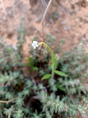 Cynoglossum australe
