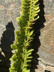 Polystichum kruckebergii