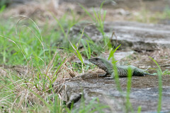 Ameiva ameiva