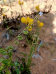 Cynoglossum australe