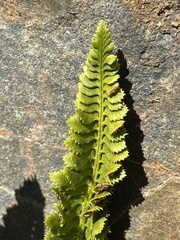 Polystichum kruckebergii