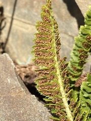 Polystichum kruckebergii
