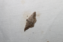 Digrammia ocellinata