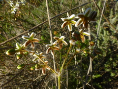Pharnaceum lanatum