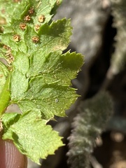 Polystichum kruckebergii