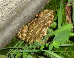 Bufotes viridis balearicus