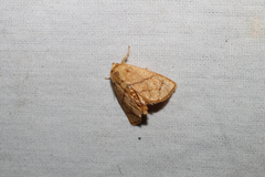 Apoda y-inversa