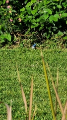 Malurus cyaneus cyanochlamys