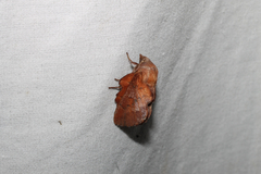 Phyllodesma americana