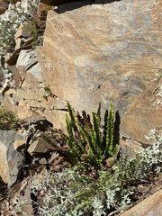 Polystichum kruckebergii