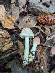 Agaricus diminutivus