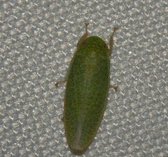 Hamana