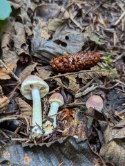Agaricus diminutivus