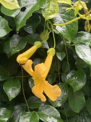 Bignonieae