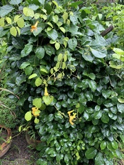 Bignonieae