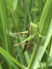 Conocephalus maculatus