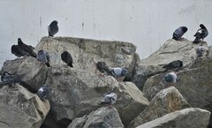 Columba livia domestica