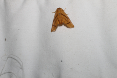 Apoda y-inversa
