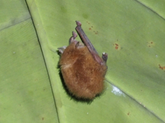 Thyroptera