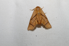 Apoda y-inversa