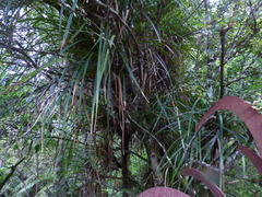 Freycinetia banksii
