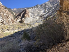 Holodiscus discolor microphyllus