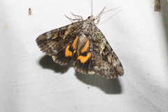 Catocala micronympha