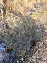 Holodiscus discolor microphyllus