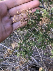 Holodiscus discolor microphyllus