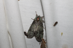 Macrurocampa marthesia