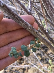 Holodiscus discolor microphyllus