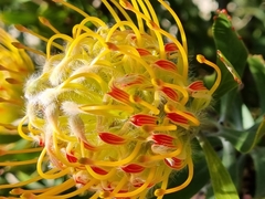 Leucospermum × hybridum