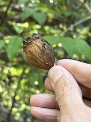 Calycanthus occidentalis