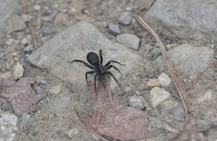 Corinnidae