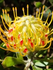 Leucospermum × hybridum