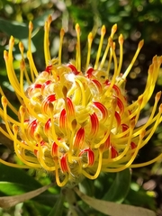 Leucospermum × hybridum