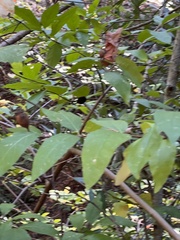 Calycanthus occidentalis