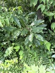 Quercus variabilis