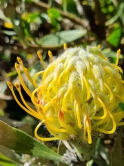 Leucospermum × hybridum
