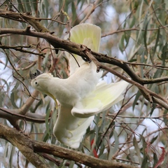 Cacatua galerita galerita