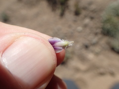 Lupinus lepidus lobbii