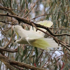 Cacatua galerita galerita