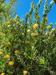 Leucospermum × hybridum