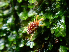 Microtrombidiidae