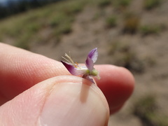 Lupinus lepidus lobbii